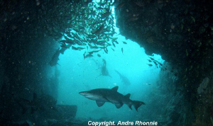 sand tiger shark by Andre Rhonnie 